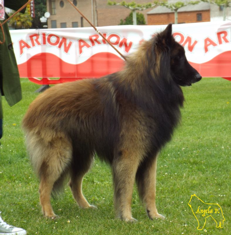 quenzal De Pedra Lume MB abierta machos